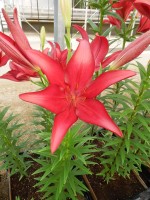 [5105 Pineto VH No02.JPG]